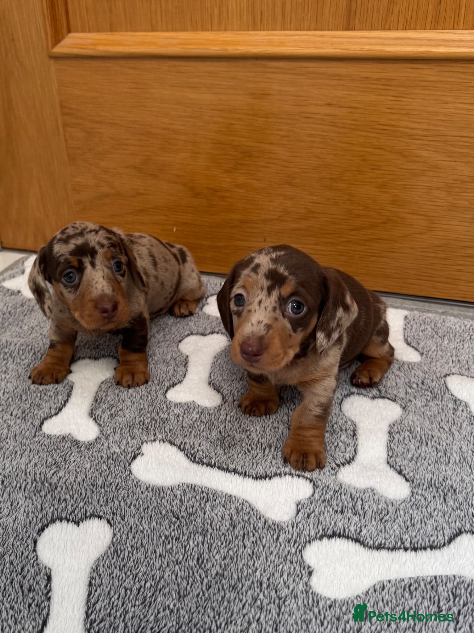 Miniature Dachshund dogs Miniature Dachshunds. PRA clear. 5 star breeder. - Advert 15