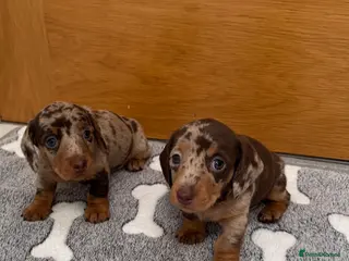 Miniature Dachshund dogs Miniature Dachshunds. PRA clear. 5 star breeder. - Advert 15