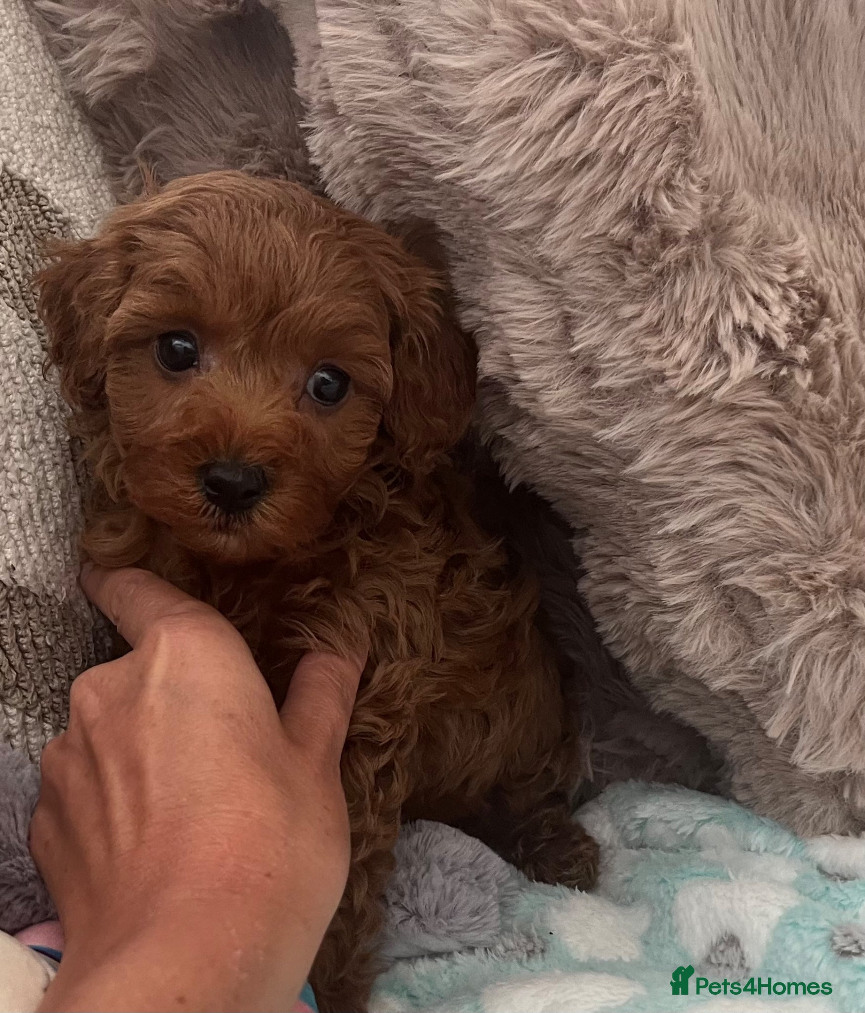 Cavapoo dogs small type toy F1B cavapoo puppies available  - Advert 2