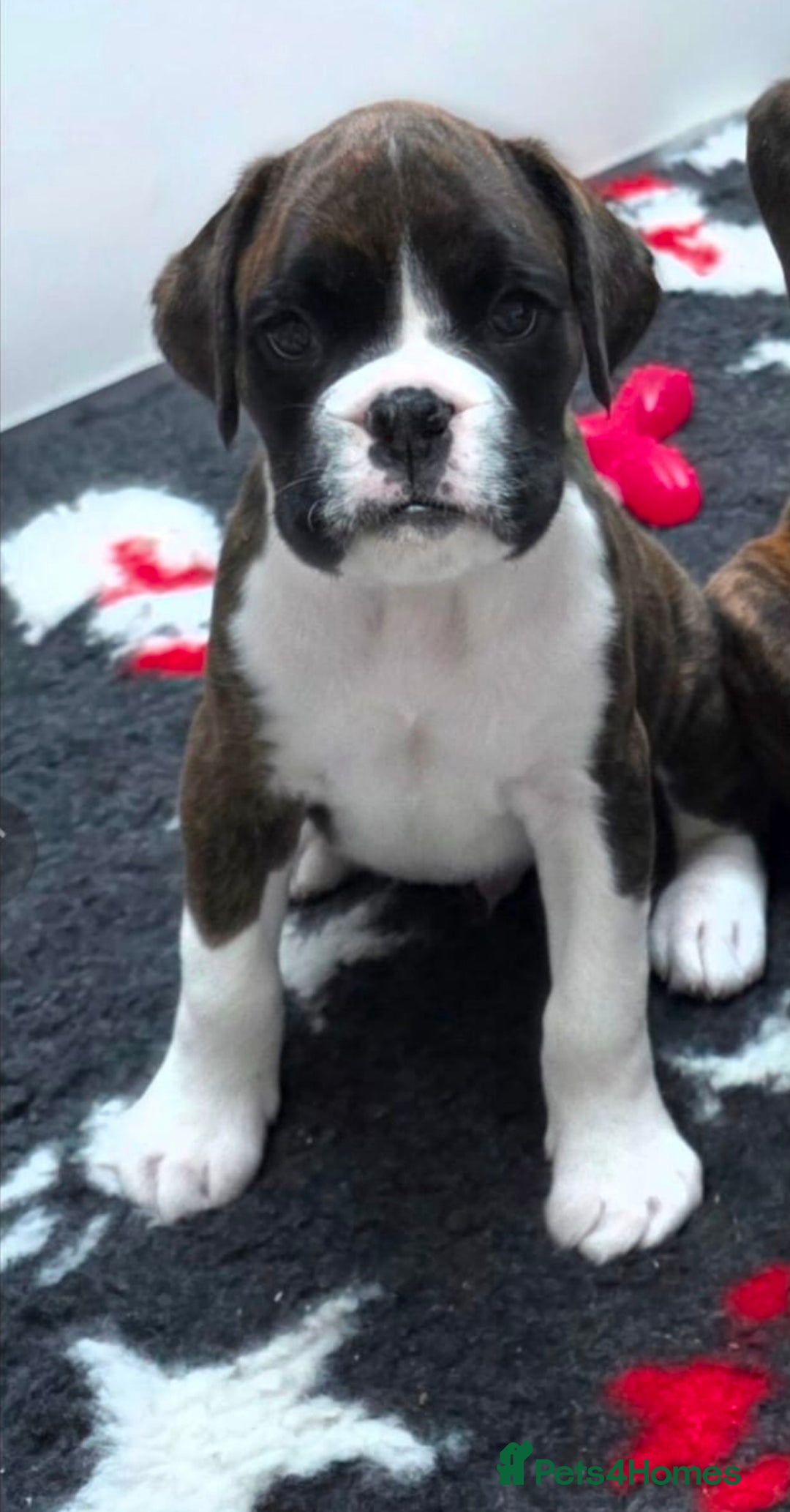 Boxer dogs for sale: Absolutely Stunning male Pedigree Boxers 🐾 - Advert 3