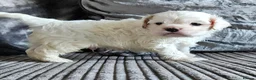 Cockapoo dogs for sale: extensively DNA tested American cockerpoo  - Advert 1