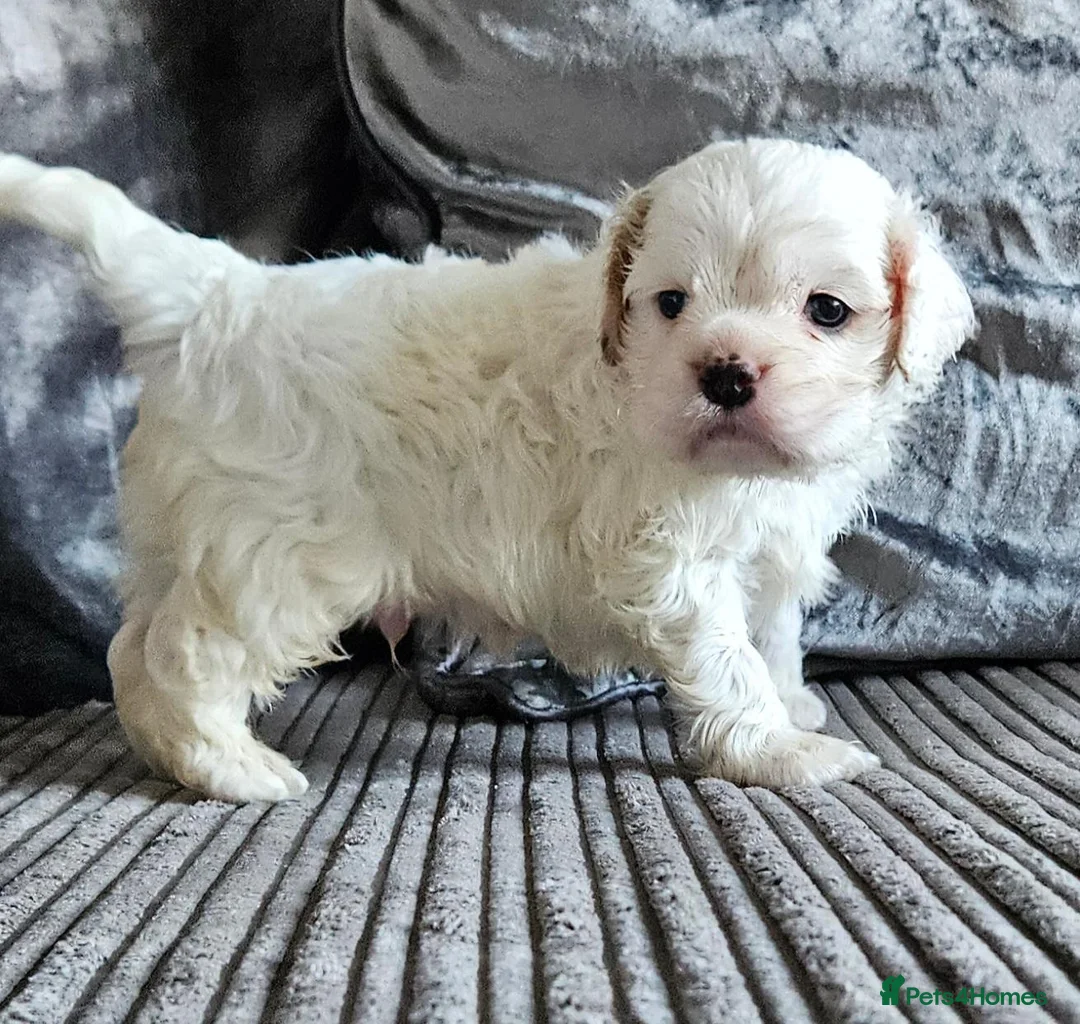Cockapoo dogs for sale: extensively DNA tested American cockerpoo  - Advert 1