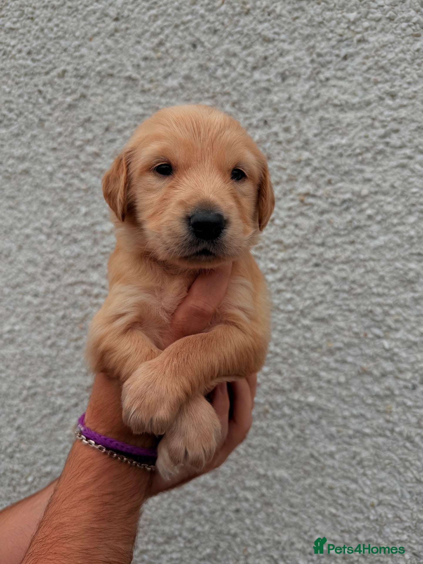 Golden Retriever dogs KC Registered Golden Retriever Puppies  - Advert 5
