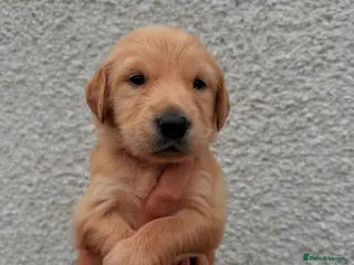 Golden Retriever dogs KC Registered Golden Retriever Puppies - Advert 7