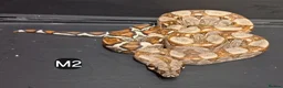 Boa Snake reptiles for sale: Boa constrictors Het IMG-BEA-Anery - Advert 4