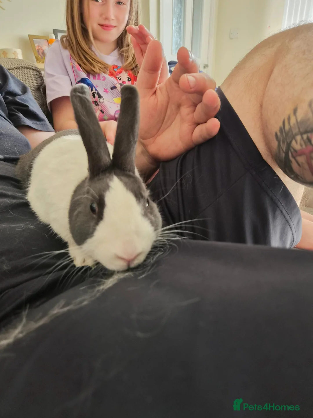 Dutch rabbits for sale: Dutch rabbit rehoming needed in Leeds - Advert 5
