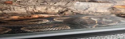 Python Snake reptiles for sale: Ball python  in Wallingford - Advert 2