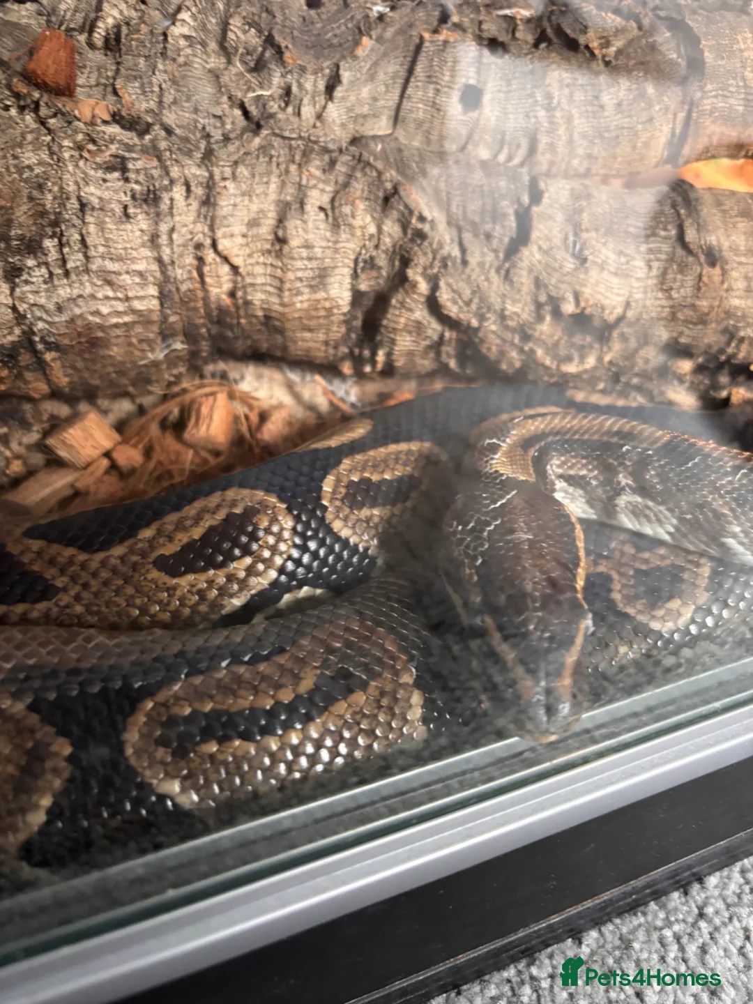 Python Snake reptiles for sale: Ball python  in Wallingford - Advert 2