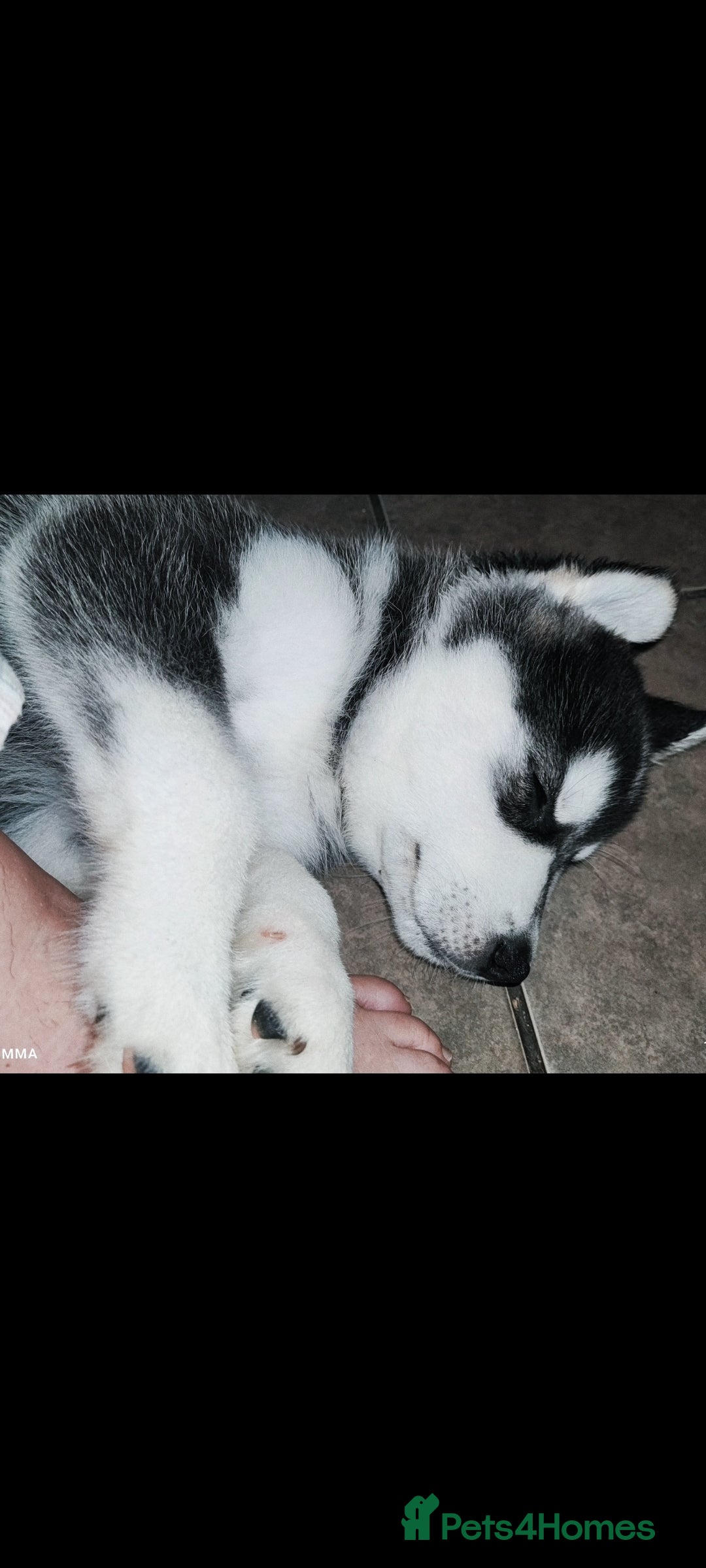 Utonagan dogs for sale: Maliky/ huskymute puppies  - Advert 6