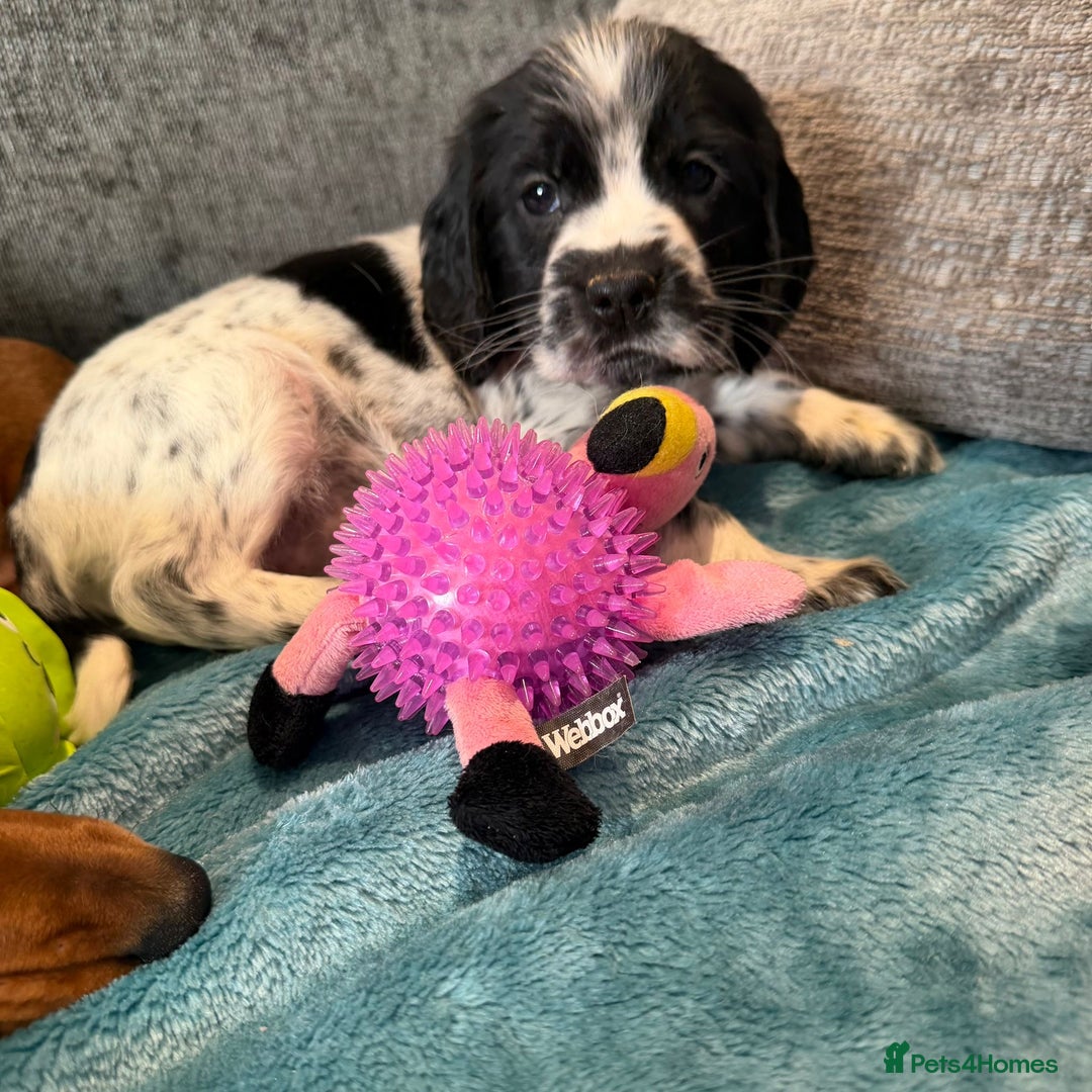 Cocker Spaniel dogs for sale: Stunning cocker spaniel pups  - Advert 11