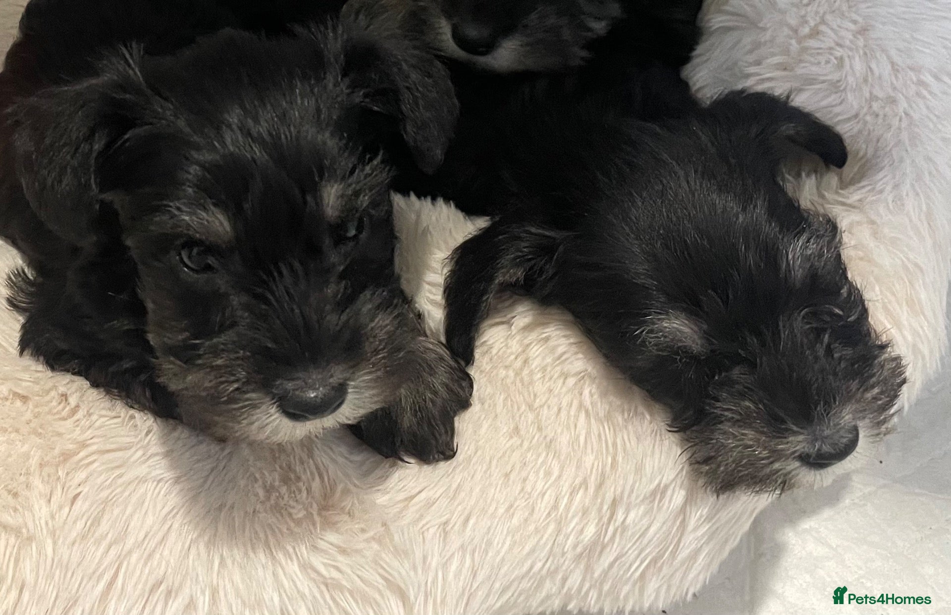 Miniature Schnauzer dogs Miniature schnauzer  - Advert 1