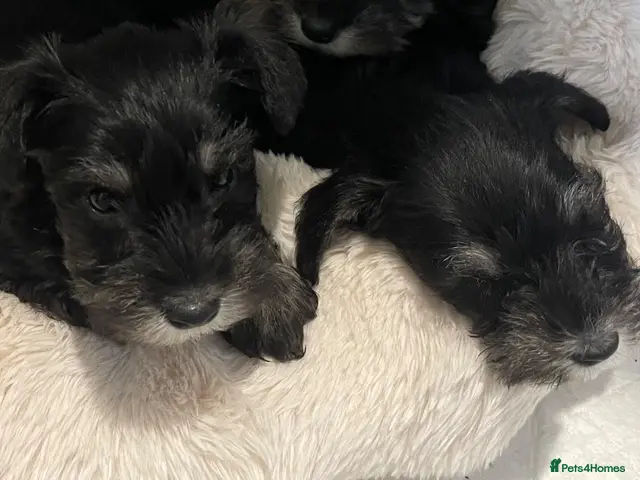 Miniature Schnauzer dogs Miniature schnauzer - Advert 1