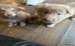 German Shepherd dogs for sale: Isabella German shepherd pups - Image 6