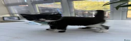 Mixed Breed cats for sale: Last male kitten exotic shorthair  in Warrington - Advert 8