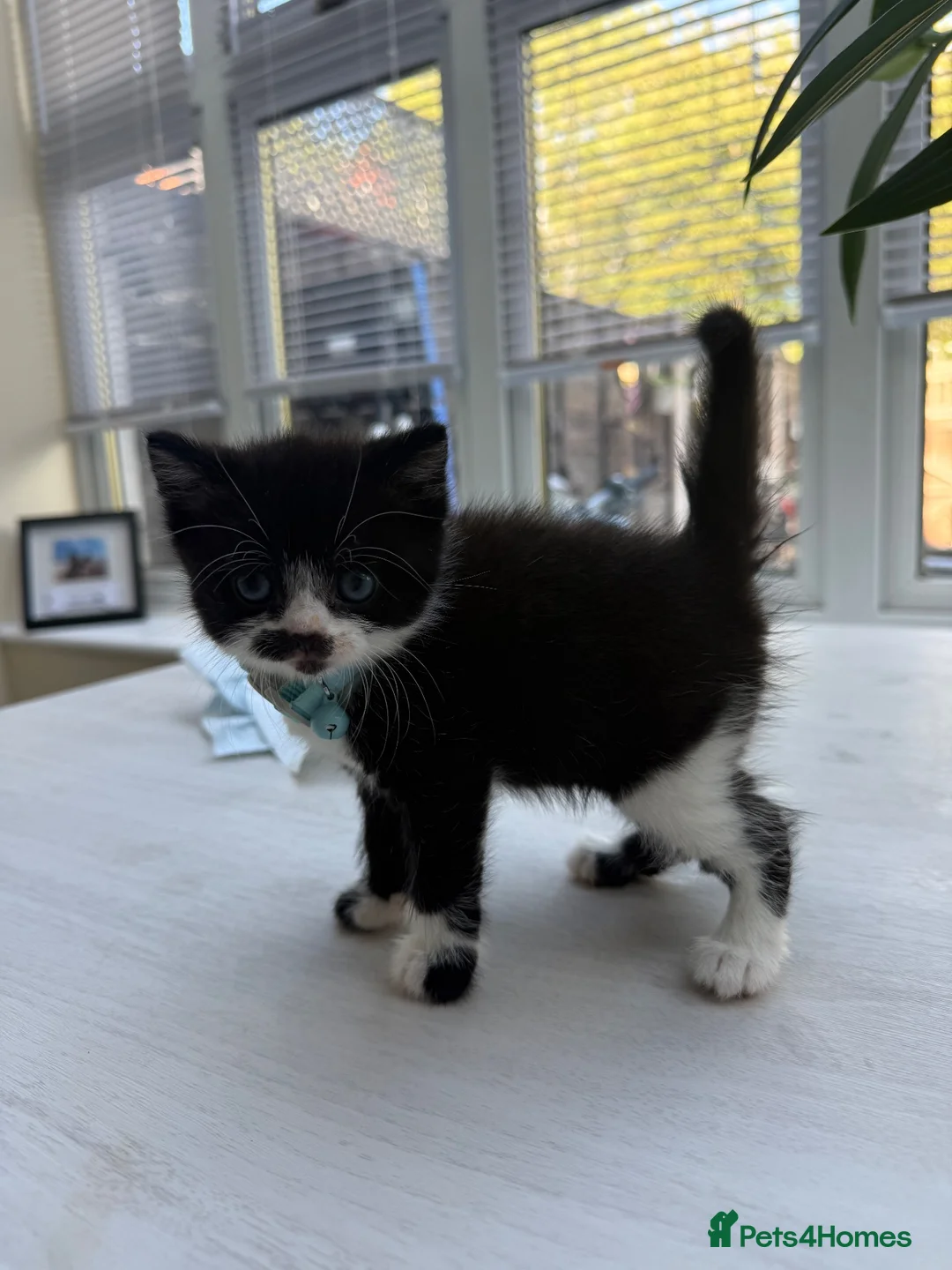 Mixed Breed cats for sale: Last male kitten exotic shorthair  in Warrington - Advert 8