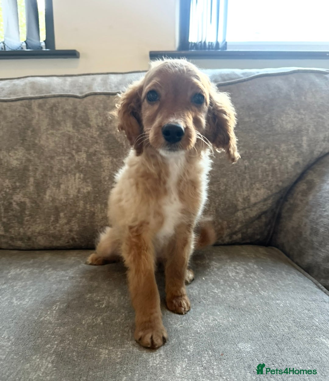 Sprocker dogs for sale: Beautiful spaniel girl   - Advert 10