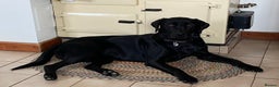 Labrador Retriever dogs for sale: Gorgeous Black Labrador Puppies - Advert 2