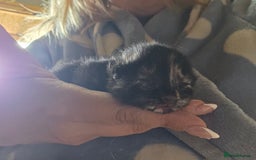 British Shorthair cats for sale: 4 kittens - Image 4