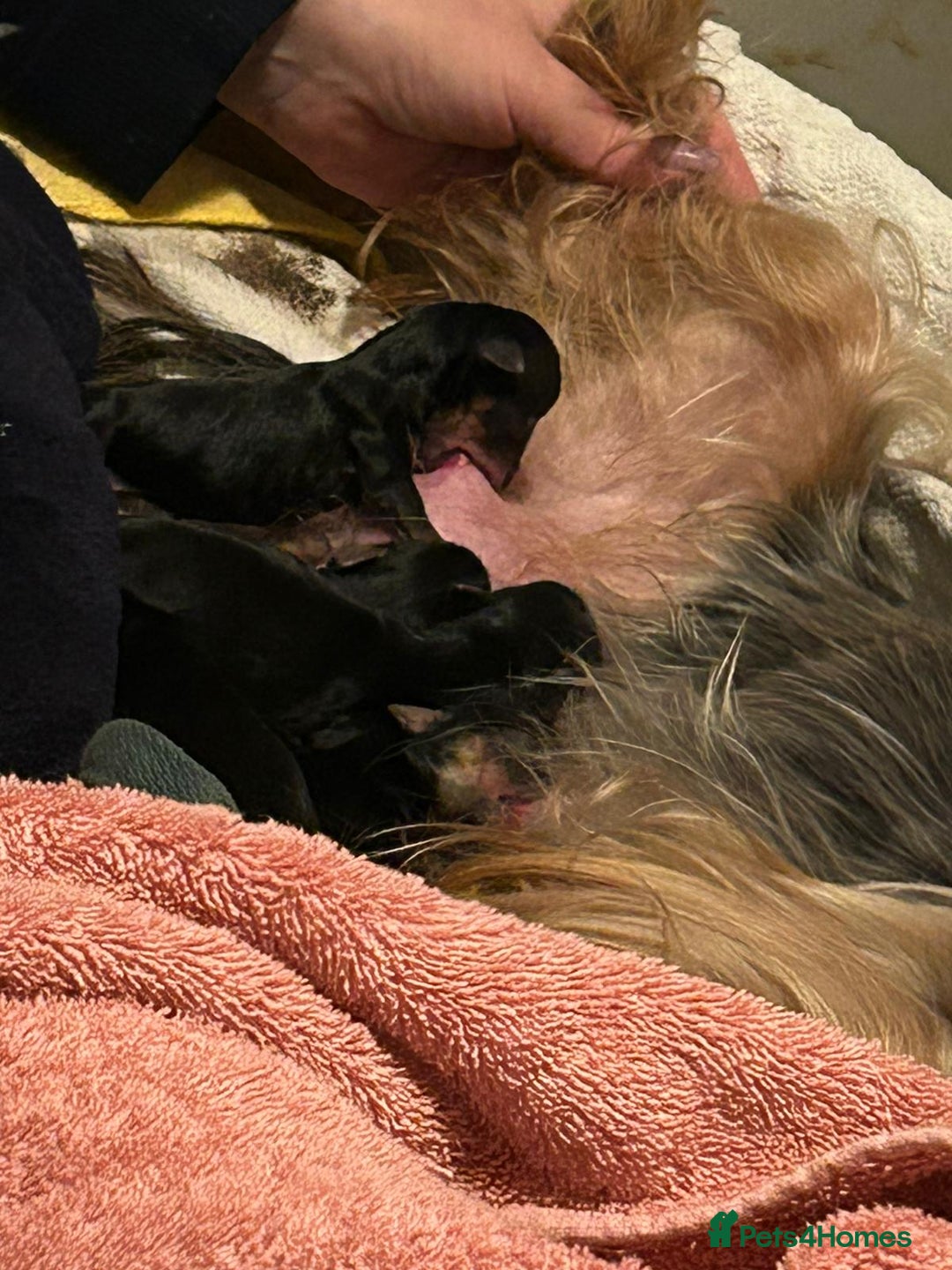 Yorkshire Terrier dogs for sale: Yorkshire terrier  - Advert 15