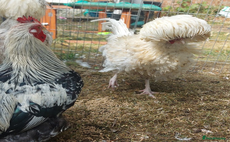 Chickens poultry in Spilsby - Advert 7