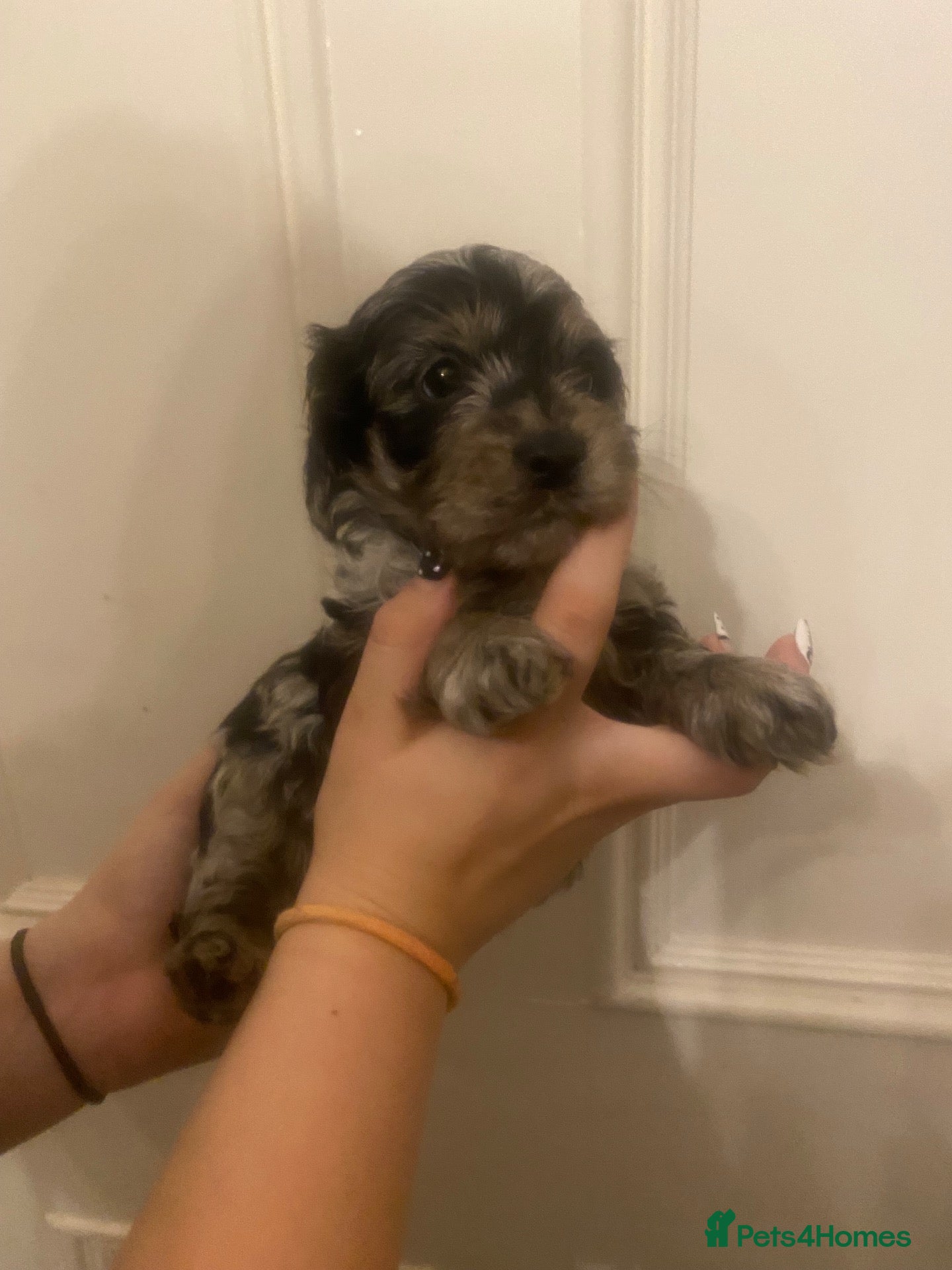 Mixed Breed dogs Beautiful Covapoo pups for sale - Advert 13