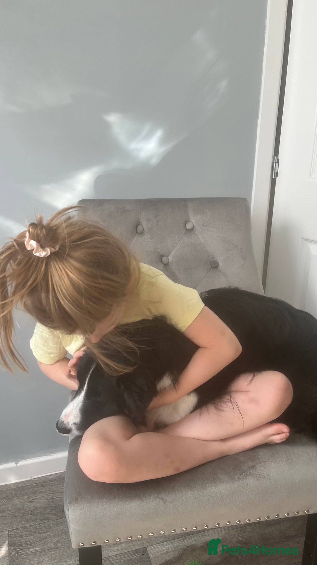 Border Collie dogs for sale: Lovely Border Collie - Image 6