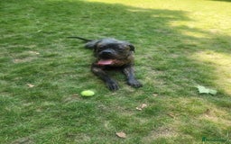 Cane Corso dogs for sale: Cane Corso  - Image 2