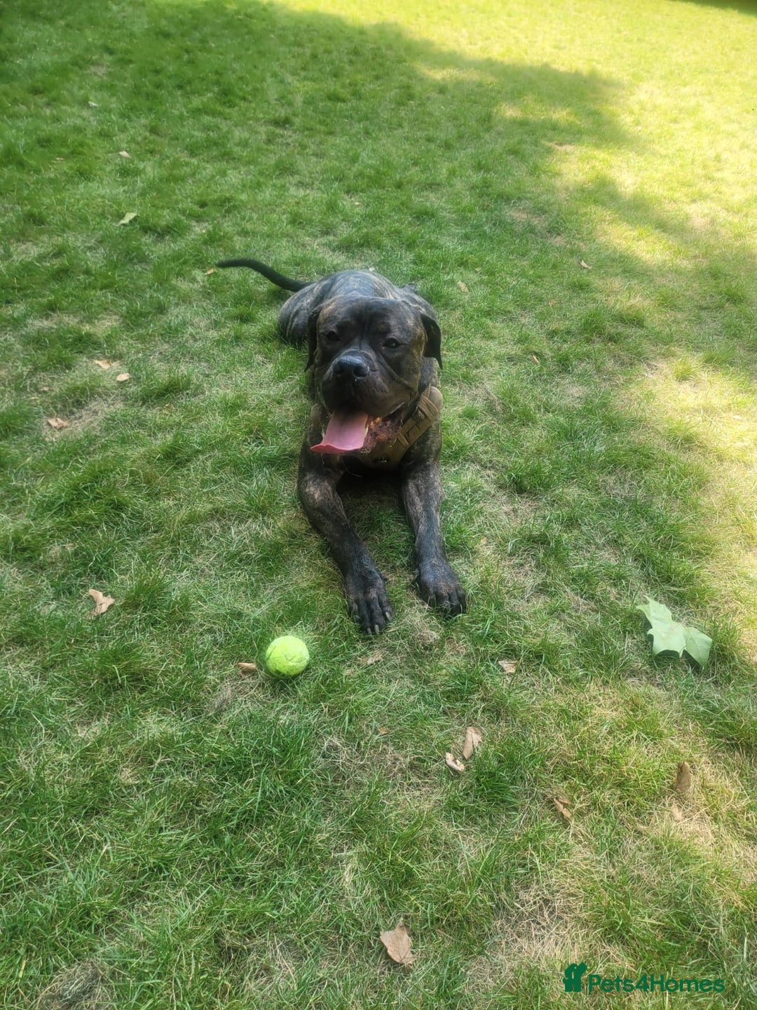 Cane Corso dogs for sale: Cane Corso  - Image 2