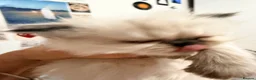 Persian cats for sale: 2 Male Gccf Persian Kittens  - Advert 9