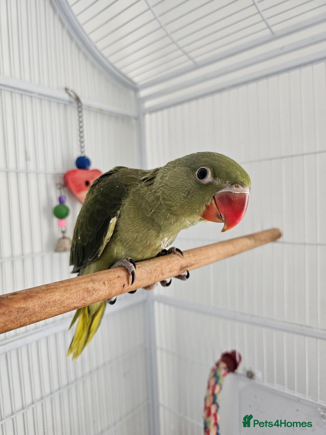 Parakeets birds for sale: alexandrain - Advert 2