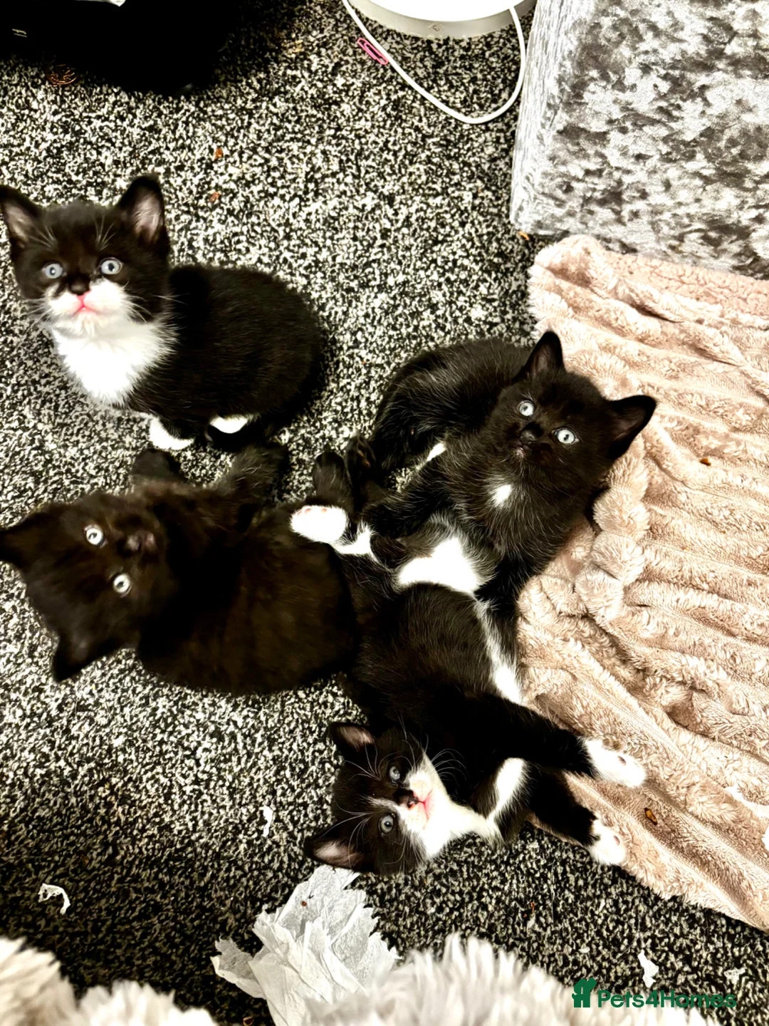 Mixed Breed cats for sale: Beautiful Fluffy Kittens Ready For Loving Homes 🐾 - Advert 37