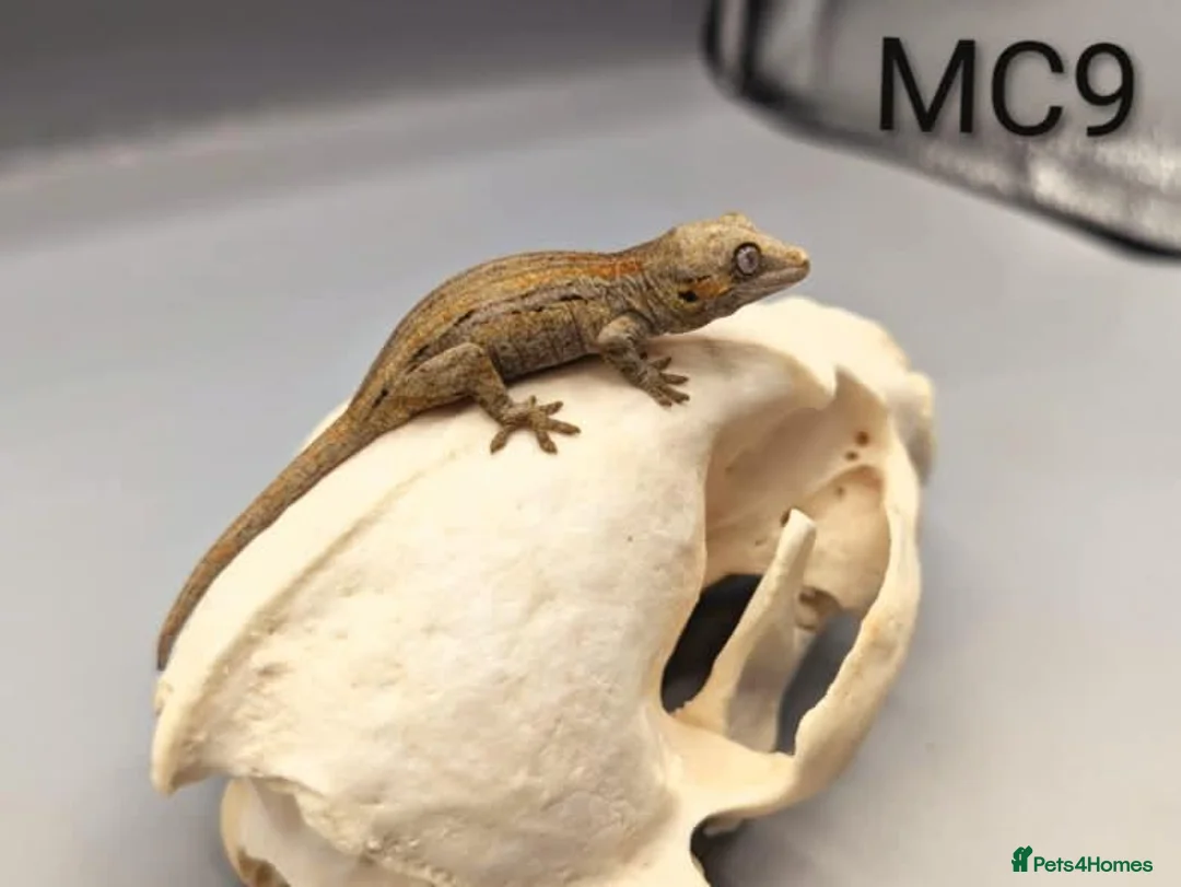 Gecko reptiles for sale: Red and orange striped gargoyle gecko  - Advert 5