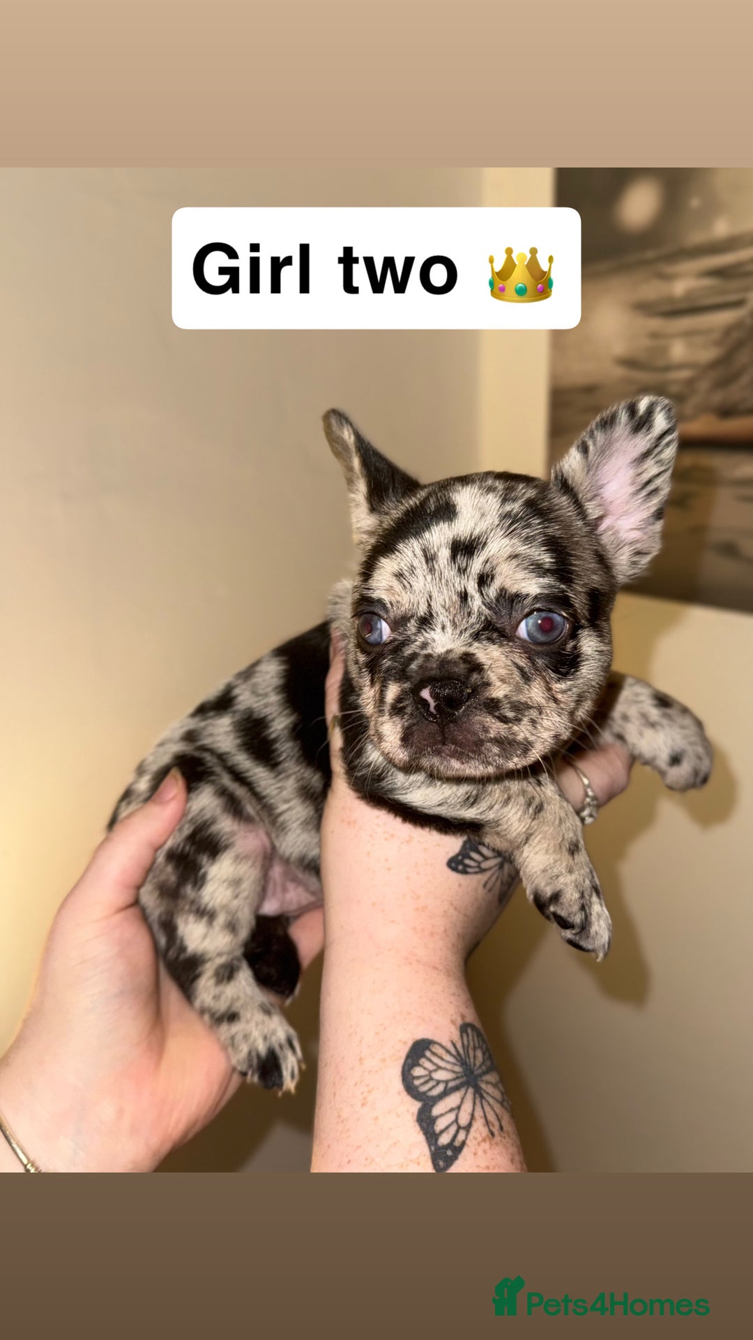 French Bulldog dogs for sale: Frenchie litter - Image 7