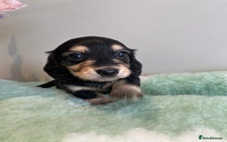 Miniature Dachshund dogs for sale: Miniature long hair dachshund  - Image 15