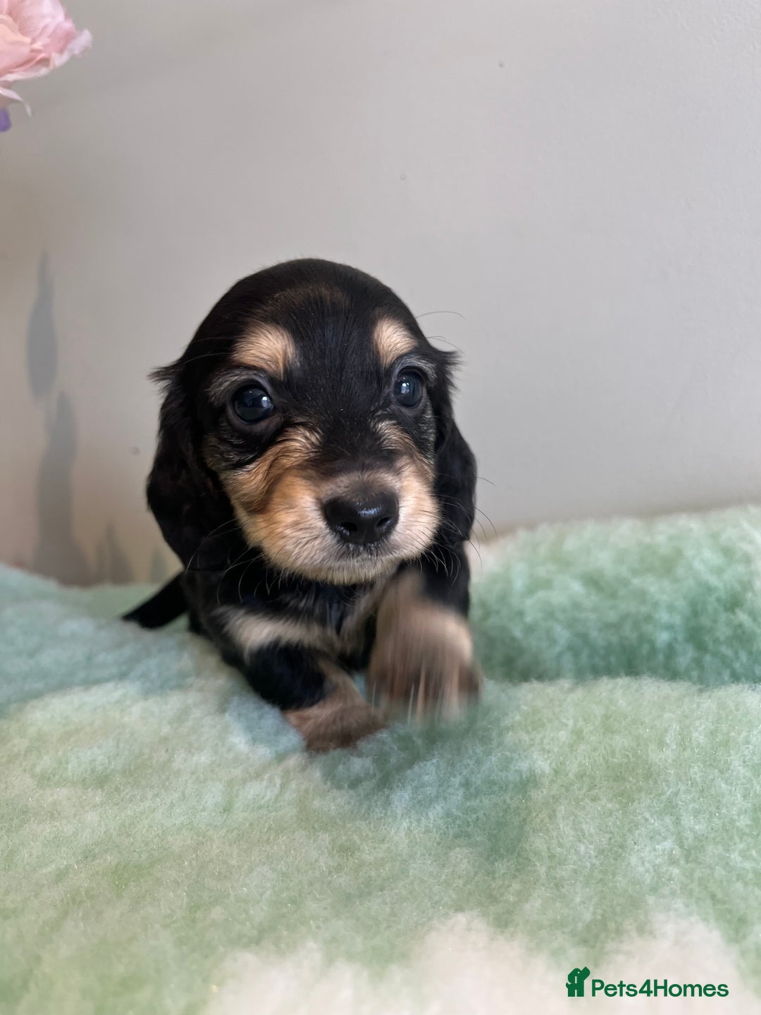 Miniature Dachshund dogs for sale: Miniature long hair dachshund  - Image 15