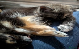 Maine Coon cats for sale: Maine Coon X kittens - Image 10
