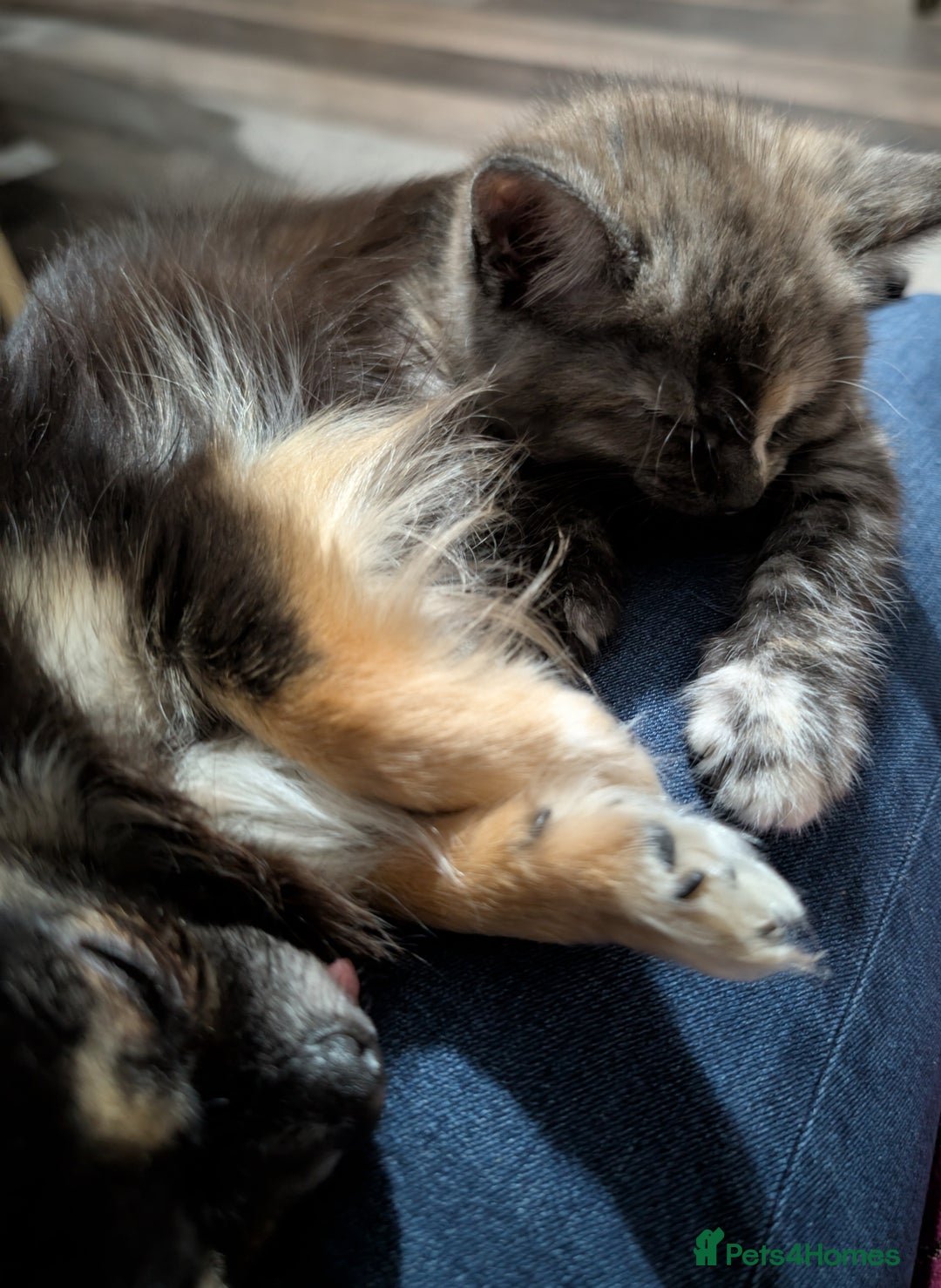 Maine Coon cats for sale: Maine Coon X kittens - Image 10