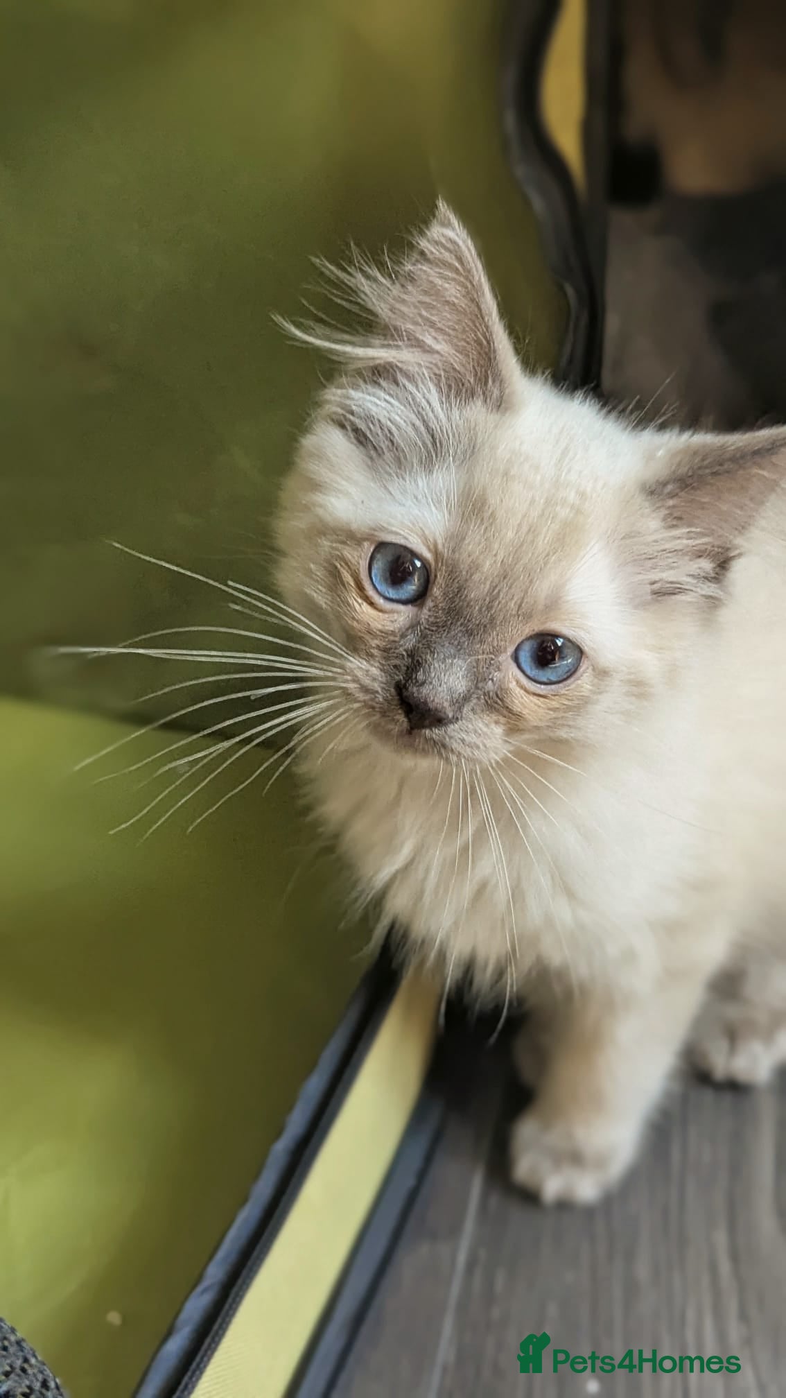 Ragdoll cats 🩵 beautiful blue point boy 🩵 - Advert 9