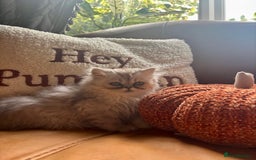 Persian cats for sale: Beautiful Pedigree Persians  - Image 20