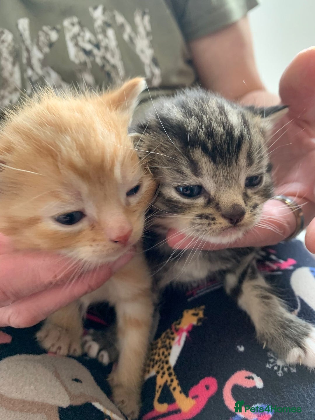 Domestic Shorthair cats for sale: 2 beautiful, playful kittens for sale  - Image 3