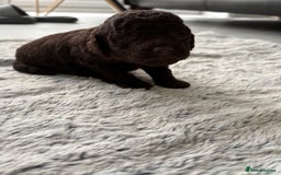 Cockapoo dogs for sale: Beautiful Cockapoo Puppies - Image 4
