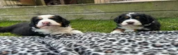 Bernedoodle dogs for sale: Gorgeous tri-colour Bernedoodle puppies  - Advert 6