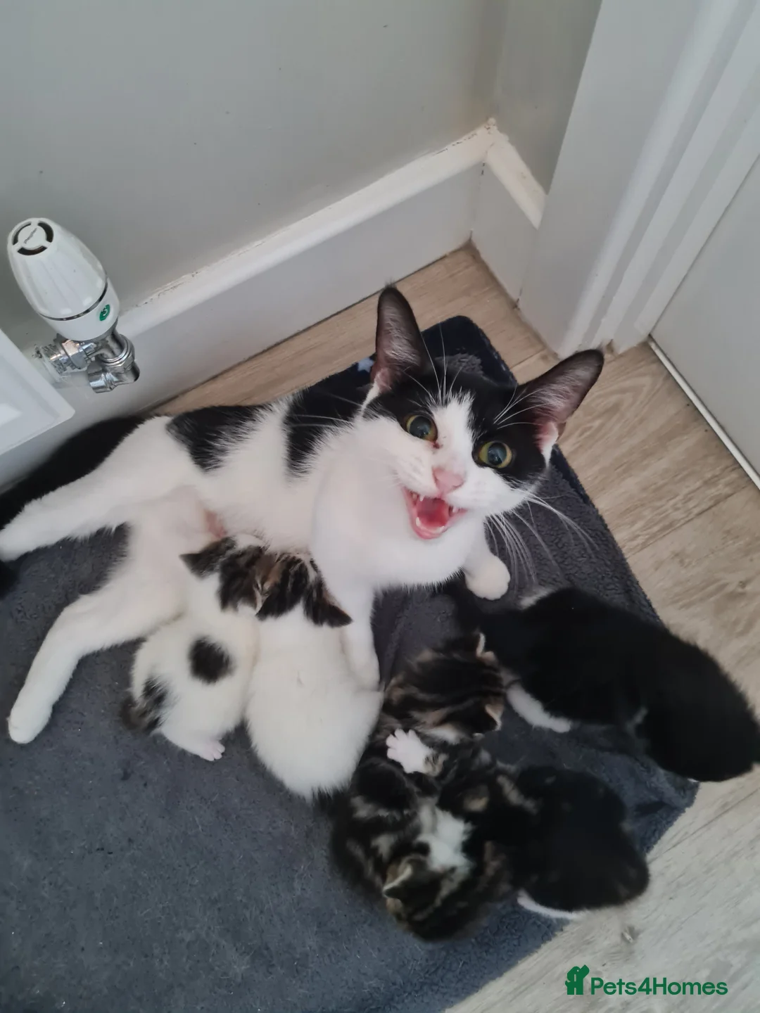 Mixed Breed cats for sale: Fluffy cute chunky kittens! - Advert 1