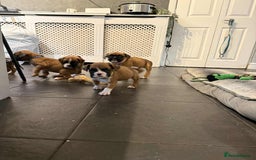 Boxer dogs for sale: Gorgeous litter of red and white boxers.  - Image 4