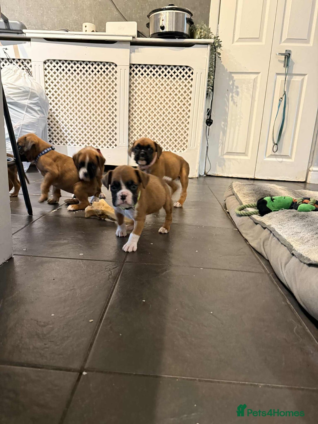 Boxer dogs for sale: Gorgeous litter of red and white boxers.  - Image 4
