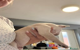 French Bulldog dogs for sale: White French bulldogs puppies  - Image 14
