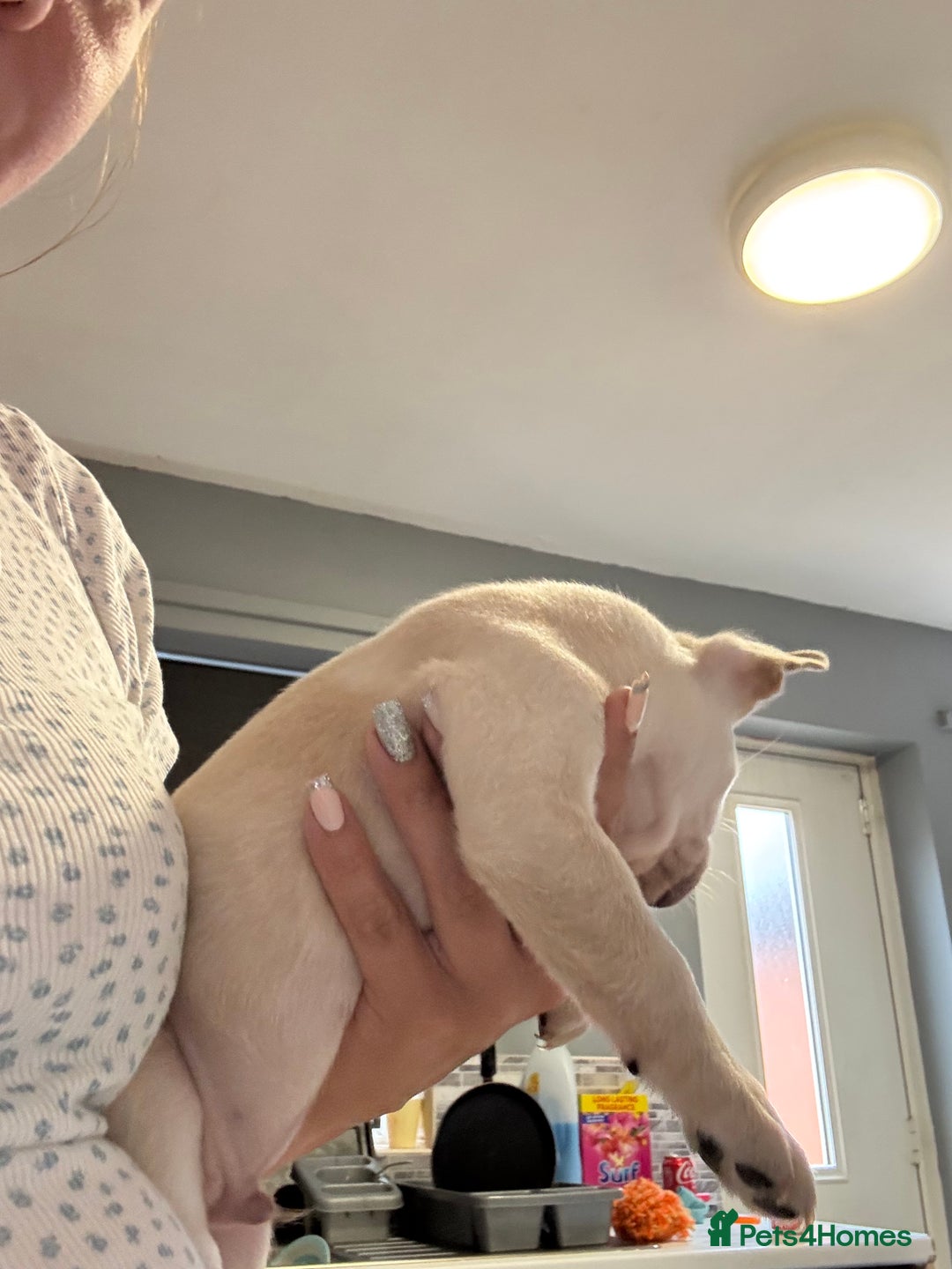French Bulldog dogs for sale: White French bulldogs puppies  - Image 14