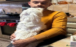 Bichon Frise dogs for adoption: Meet PACO - a Lovely little boy, for a Loving Home - Image 5