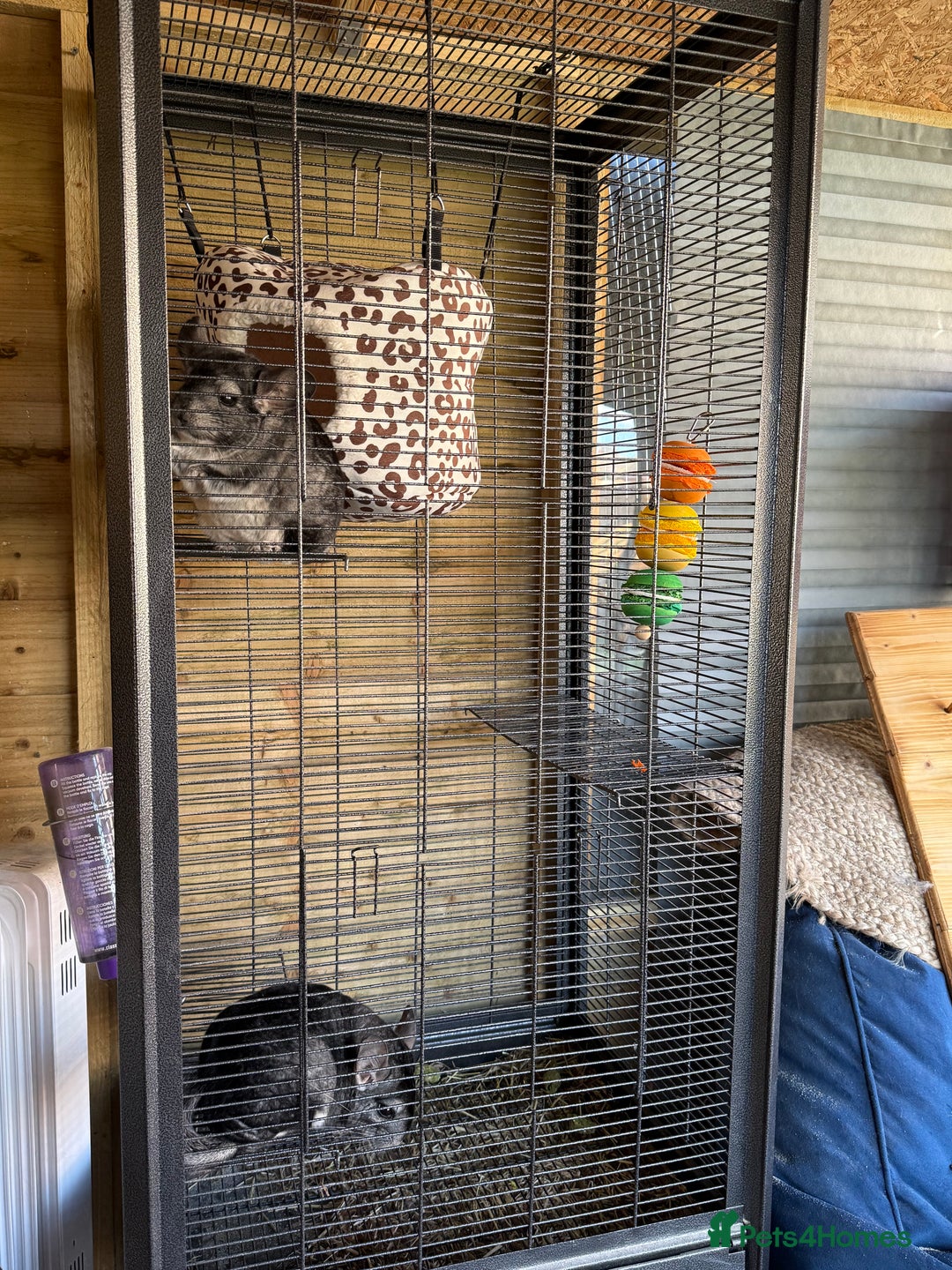 Chinchilla rodents for sale: x2 chinchillas  - Image 1