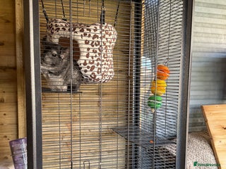 Chinchilla rodents - Advert 1